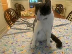 Lost Male Cat last seen Maxwell Rd, Loudonville, NY 12110