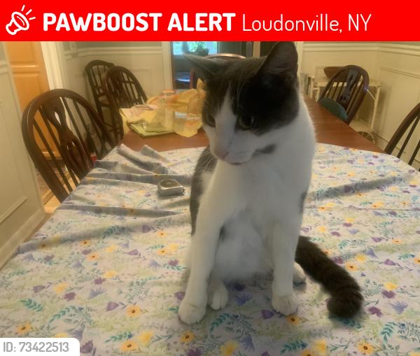 Lost Male Cat last seen Maxwell Rd, Loudonville, NY 12110
