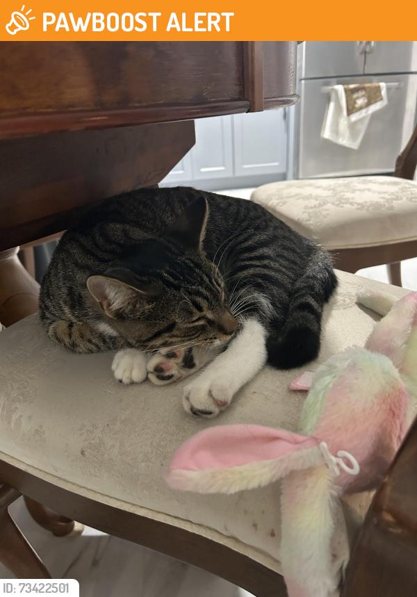 Found/Stray Male Cat last seen 11th avenue, Huntington Station, NY 11743