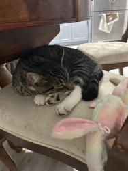 Found/Stray Male Cat last seen 11th avenue, Huntington Station, NY 11743