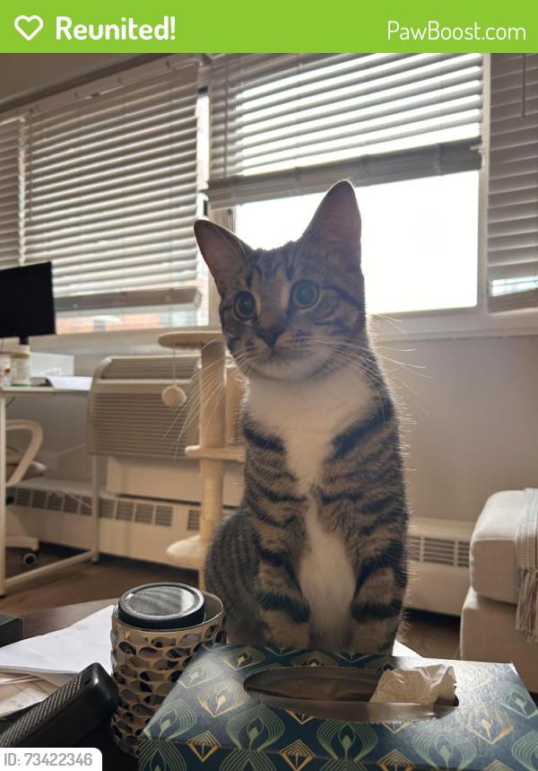Reunited Male Cat last seen Near Berryessa street, San Jose, CA 95133