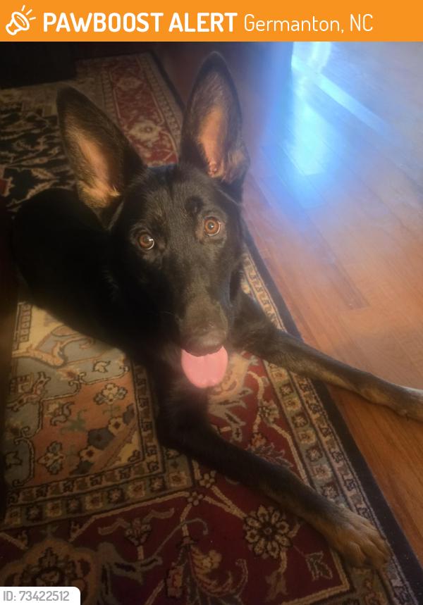 Found/Stray Male Dog last seen Hoffman and Redbank Roads, Germanton, NC 27019