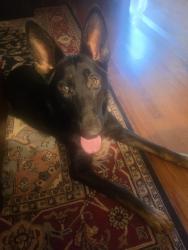 Found/Stray Male Dog last seen Hoffman and Redbank Roads, Germanton, NC 27019