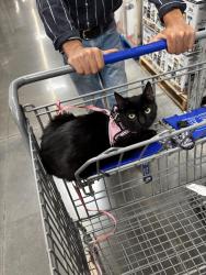 Lost Female Cat last seen W Panamint road, West Valley City, UT 84120