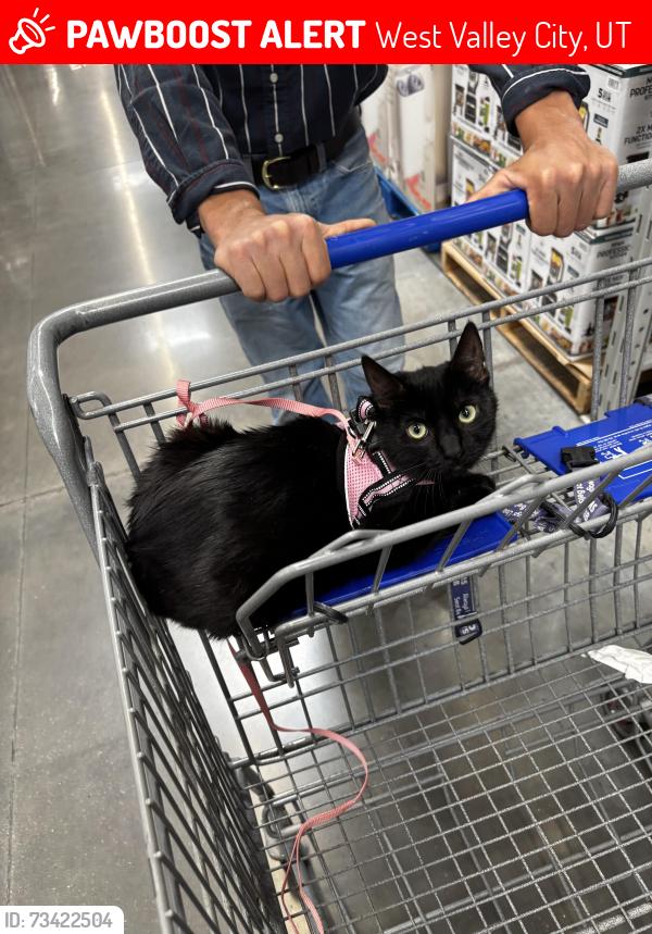 Lost Female Cat last seen W Panamint road, West Valley City, UT 84120