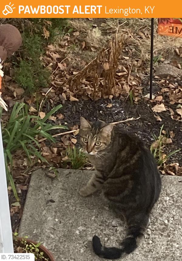 Found/Stray Unknown Cat last seen Rookwood subdivision, Lexington, KY 40505