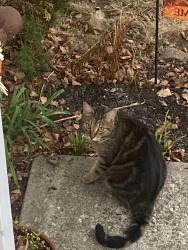 Found/Stray Unknown Cat last seen Rookwood subdivision, Lexington, KY 40505