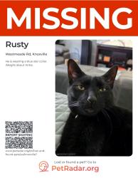 Reunited Male Cat last seen Westmeade Rd @ Hunters Glen Rd, Knoxville, TN 37921