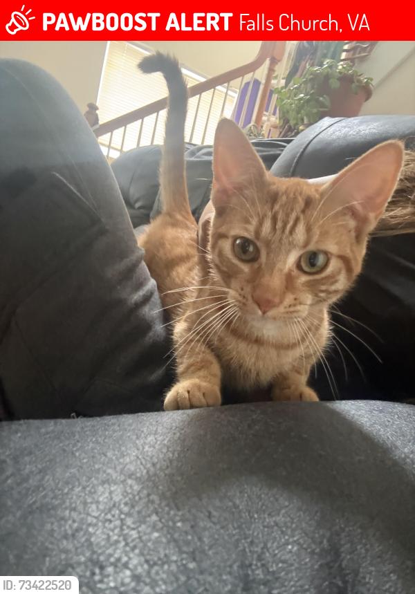 Lost Male Cat last seen slade run drive, Falls Church, VA 22042