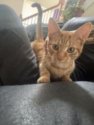 Lost Male Cat last seen slade run drive, Falls Church, VA 22042