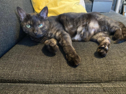 Lost Male Cat last seen Prairie Oaks Dr., Center, Street, Mitchell, MB 