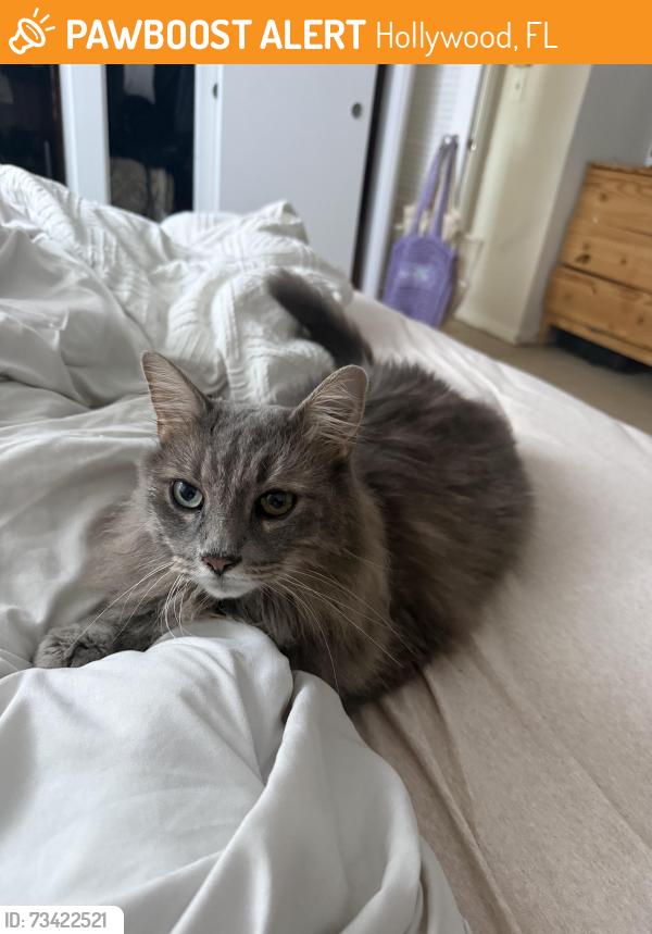 Found/Stray Female Cat last seen Pierce and 26th, Hollywood, FL 33020