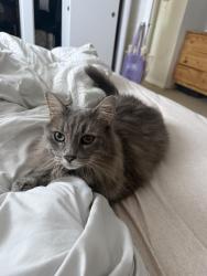 Found/Stray Female Cat last seen Pierce and 26th, Hollywood, FL 33020