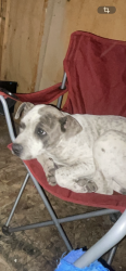 Lost Male Dog last seen reems rd, Waddell, AZ 85355