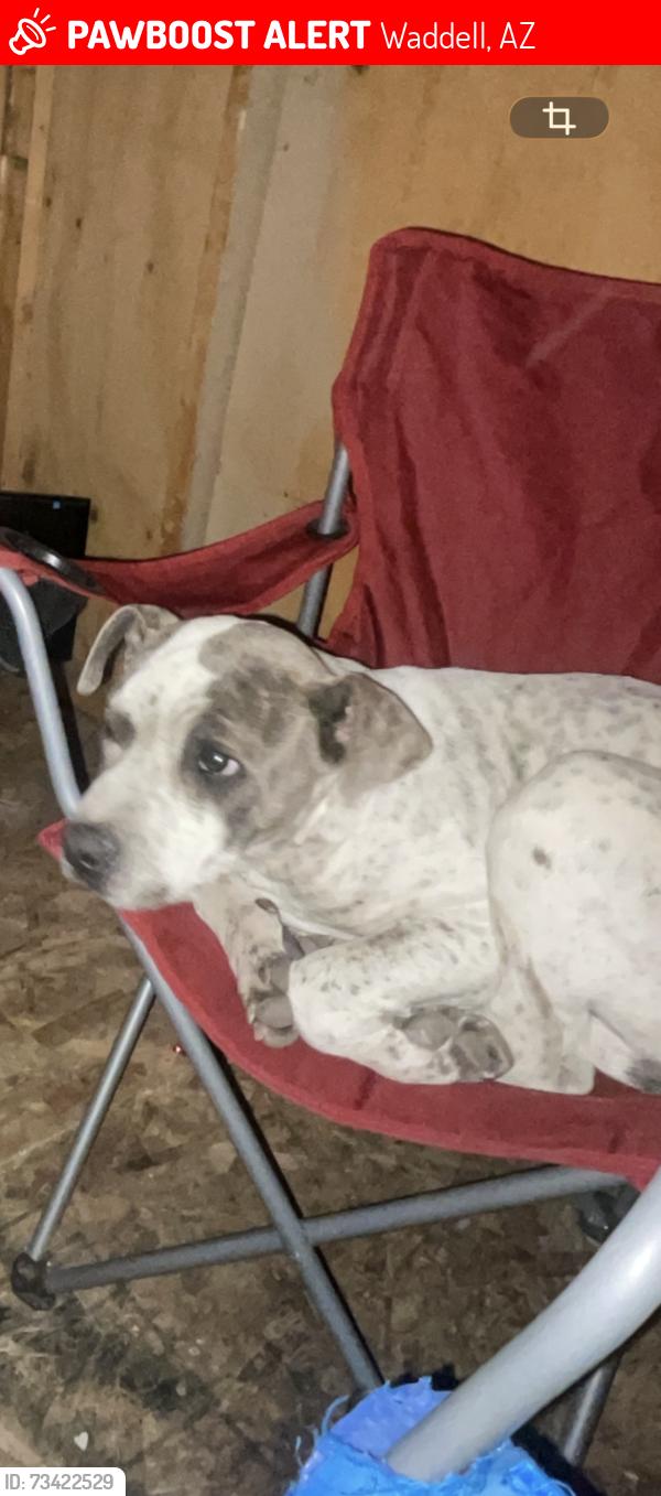 Lost Male Dog last seen reems rd, Waddell, AZ 85355
