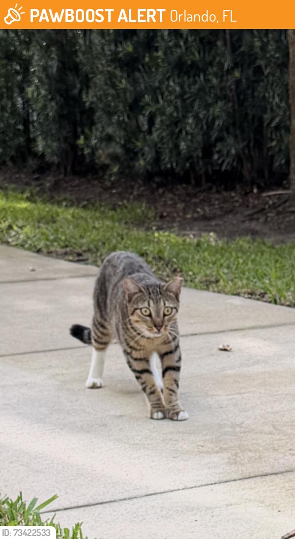 Found/Stray Unknown Cat last seen Pineloch near orange ave, Orlando, FL 32806
