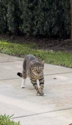 Found/Stray Unknown Cat last seen Pineloch near orange ave, Orlando, FL 32806