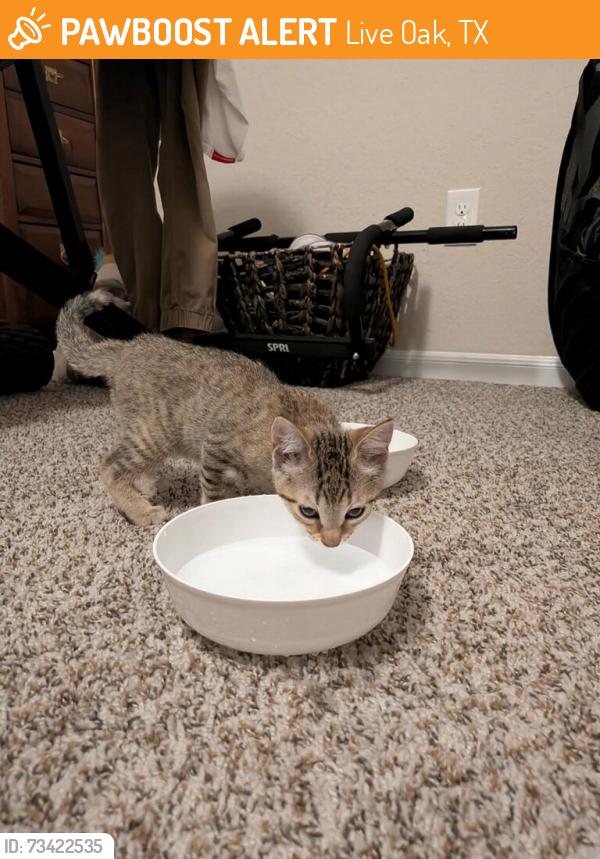 Found/Stray Female Cat last seen Vista loop, vista hollow, Live Oak, TX 78233