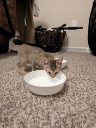 Found/Stray Female Cat last seen Vista loop, vista hollow, Live Oak, TX 78233