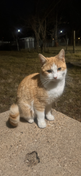 Lost Male Cat last seen Turtle cover rd ran away from Glenville Dr 75042, Garland, TX 75040