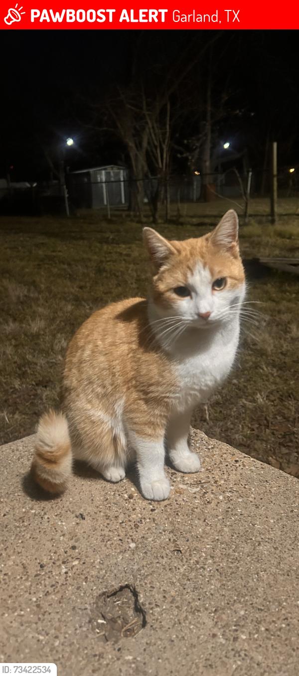 Lost Male Cat last seen Turtle cover rd ran away from Glenville Dr 75042, Garland, TX 75040