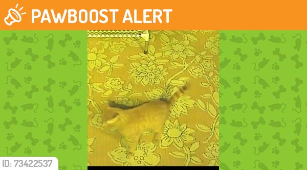 Found/Stray Unknown Cat last seen Beverly and State road, Upper Darby Township, PA 19082