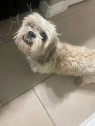 Found/Stray Male Dog last seen Bob Hope, El Paso, TX 79928