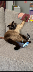 Reunited Male Cat last seen Courtland St, Townhouse Atlanta, Atlanta, GA 30308