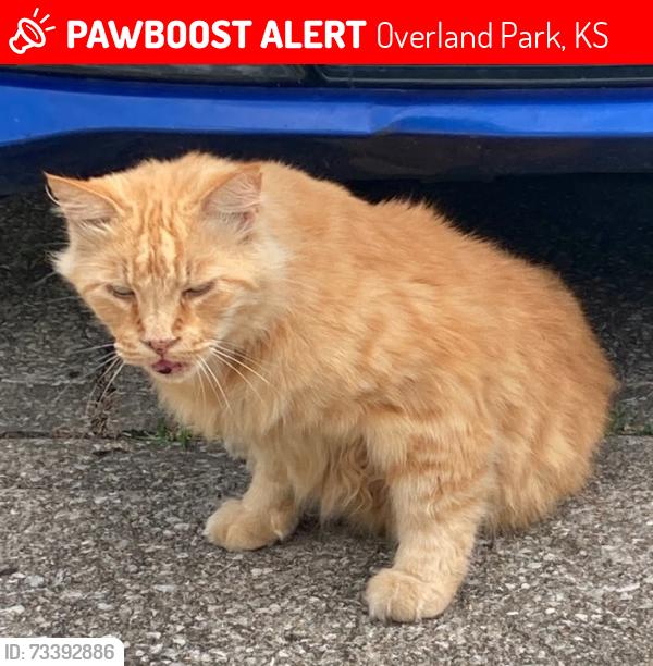 Lost Male Cat last seen Near broadmoor st, Overland Park, KS 66204