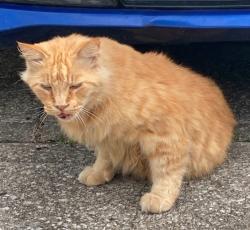 Lost Male Cat last seen Near broadmoor st, Overland Park, KS 66204