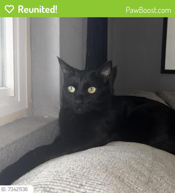 Reunited Male Cat last seen Dos Palmas Road and Cholame Road, Victorville, CA 92392