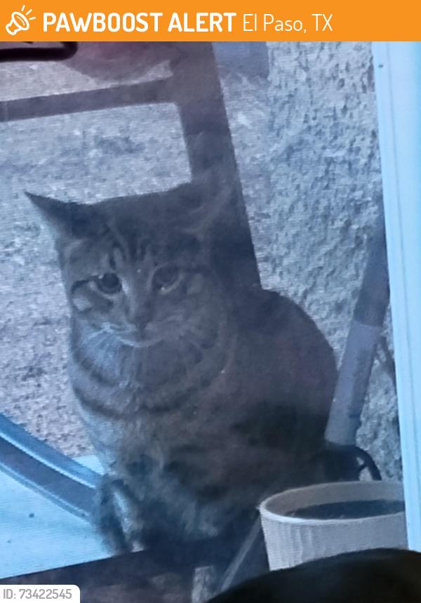 Found/Stray Unknown Cat last seen Backyard, El Paso, TX 79938