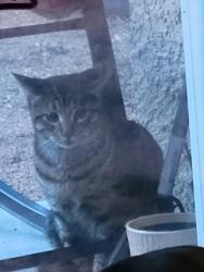 Found/Stray Unknown Cat last seen Backyard, El Paso, TX 79938