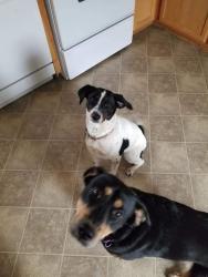 Lost Female Dog last seen Scraps, Spokane Valley, WA 99206