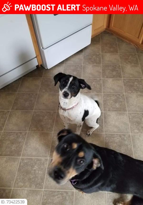 Lost Female Dog last seen Scraps, Spokane Valley, WA 99206