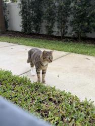 Reunited Female Cat last seen Pineloch ave near orange ave, Orlando, FL 32806