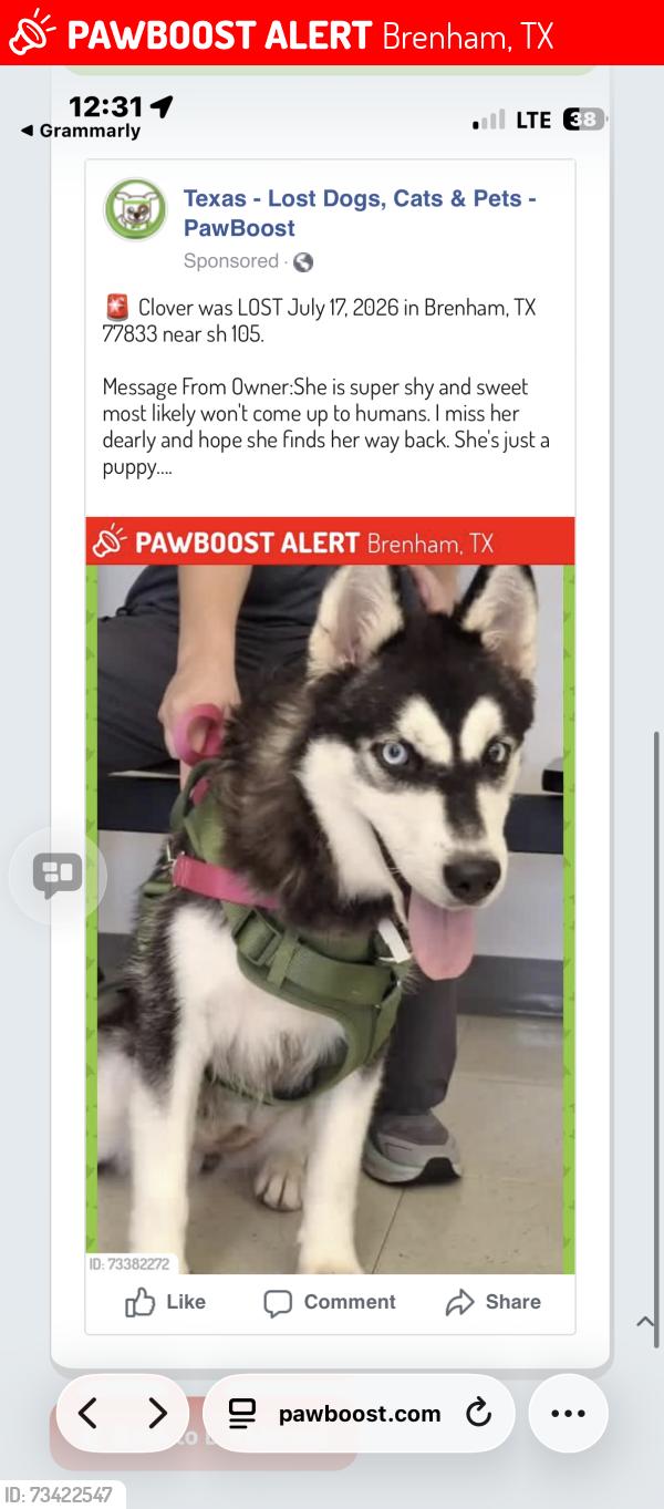 Lost Female Dog last seen By wiespope road, Brenham, TX 77833