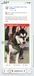 Lost Female Dog last seen By wiespope road, Brenham, TX 77833