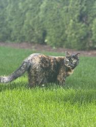 Lost Female Cat last seen Ward Lake Heights, Olympia, Olympia, WA 98501