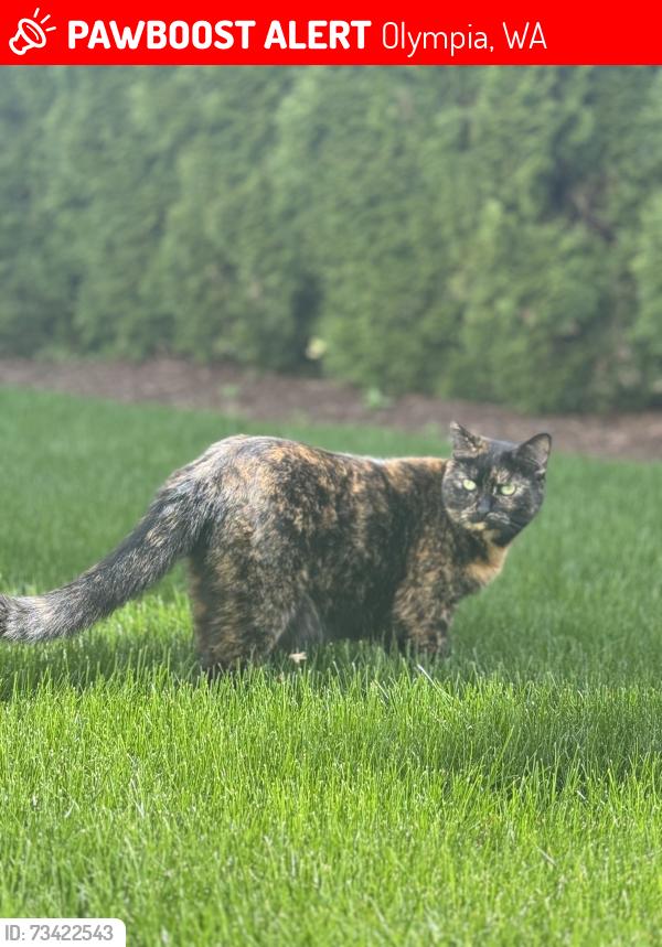 Lost Female Cat last seen Ward Lake Heights, Olympia, Olympia, WA 98501