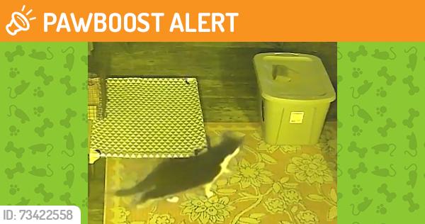 Found/Stray Unknown Cat last seen Beverly and State road, Upper Darby Township, PA 19082
