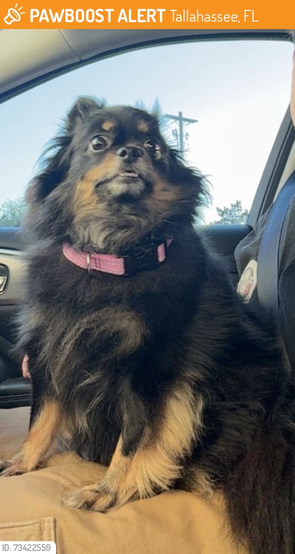 Found/Stray Female Dog last seen West Virginia Street, Tallahassee, FL 32304