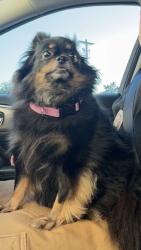 Found/Stray Female Dog last seen West Virginia Street, Tallahassee, FL 32304