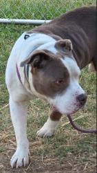 Shelter Stray Male Dog last seen Near BLOCK POLO FIELDS LANE, 3528 Newburg Rd, Louisville, KY 40218, USA