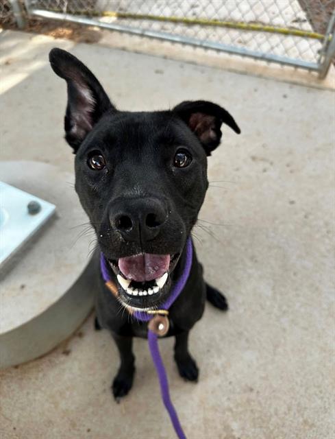 Shelter Stray Female Dog last seen CHARLOTTE, 8315 Byrum Dr, Charlotte, NC 28217, USA