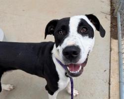 Shelter Stray Male Dog last seen CHARLOTTE, 8315 Byrum Dr, Charlotte, NC 28217, USA