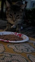 Found/Stray Male Cat last seen Beverly and State road, Upper Darby Township, PA 19082