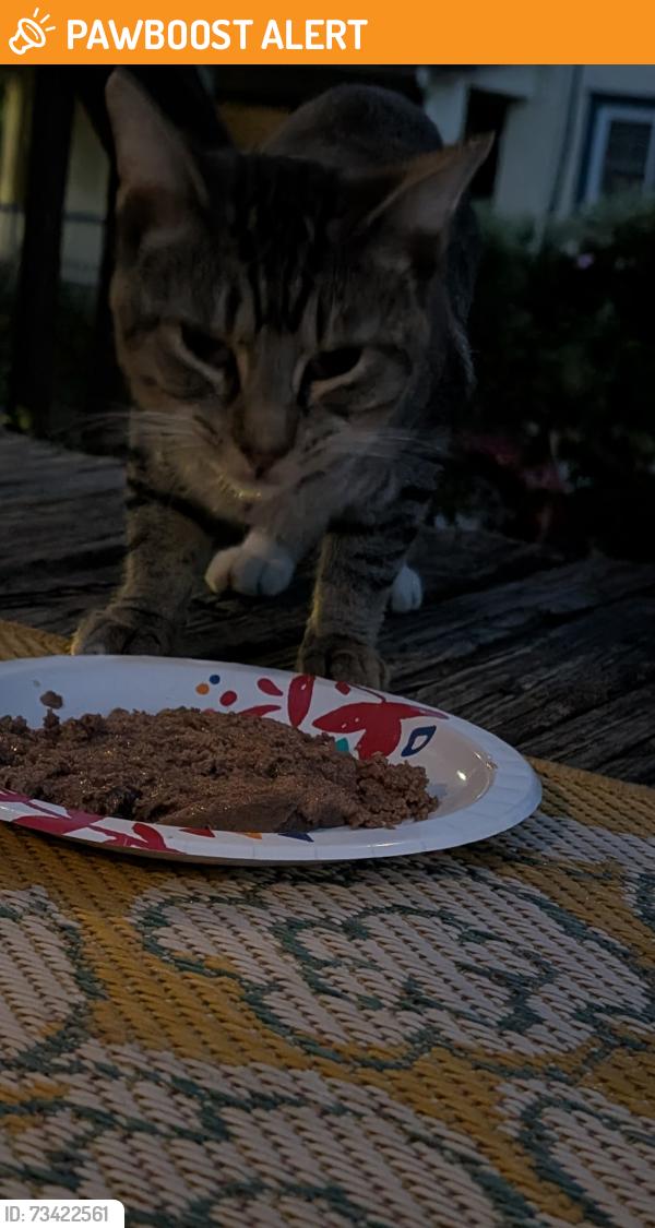 Found/Stray Male Cat last seen Beverly and State road, Upper Darby Township, PA 19082