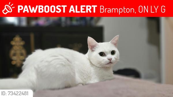 Lost Female Cat last seen Near George Robinson Drive, Brampton, ON L6Y 0G8