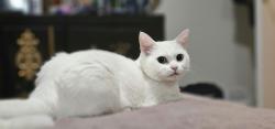 Lost Female Cat last seen Near George Robinson Drive, Brampton, ON L6Y 0G8